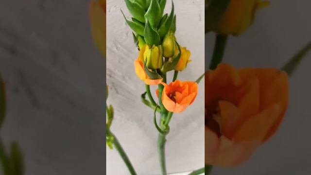 Орнитогалум. Вид дубиум. Птицемлечник. Необычные цветы. Растение из тропиков смотреть онлайн