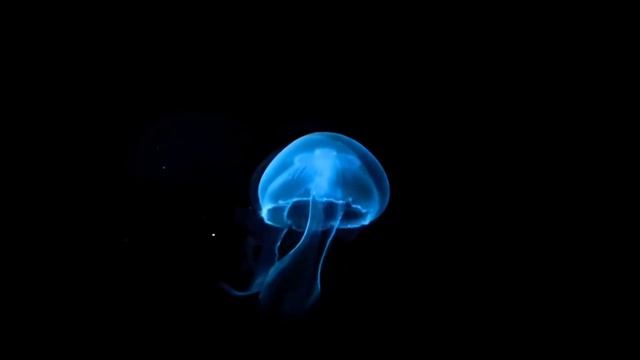 3D Hologram video | Hologram project |#JLC KANPUR смотреть онлайн