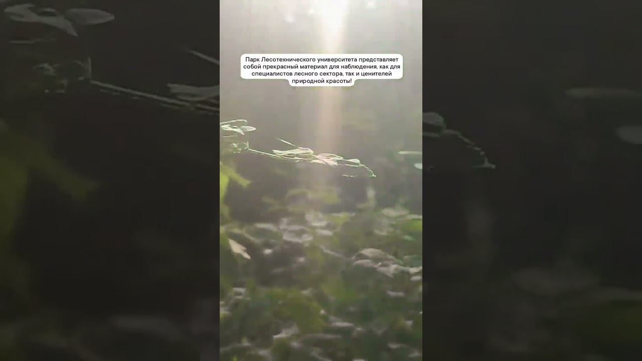 Парк Лесотехнического университета смотреть онлайн