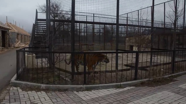 Амурский тигр Скиф и тигрица из соседнего вольера Скарлет стали флиртовать ... смотреть онлайн
