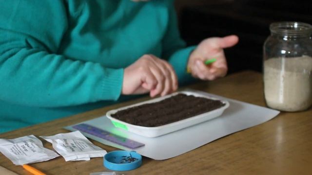 Посадка бархатцев (чорнобрывцев) смотреть онлайн