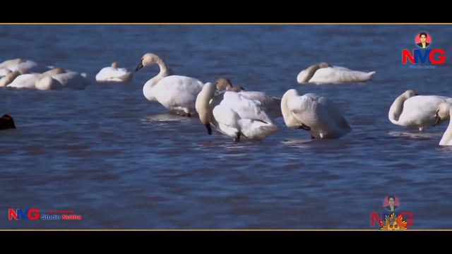 !! Anil Nagori !! हँसा सुंदर काया रो मत कर अभिमान !! चेतावनी भजन !! अनिल नागौरी смотреть онлайн