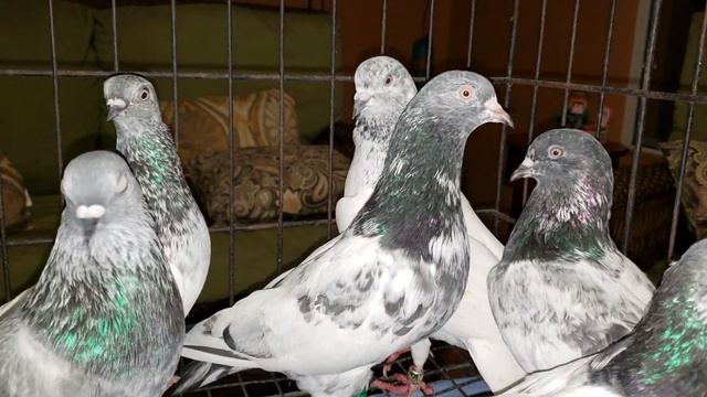 Budapest, Pakistani and Tippler pigeons. All are considered performing pigeons. смотреть онлайн