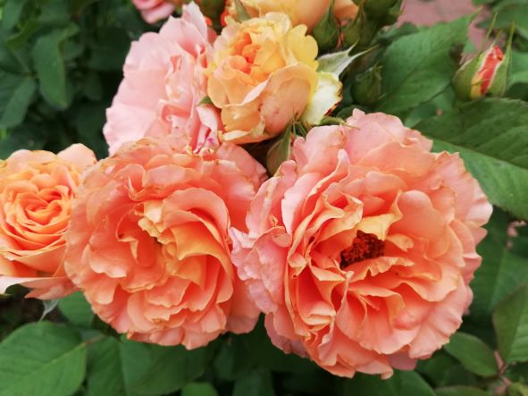 РОЗА ВИВЬЕН ВЕСТВУД. ОБЗОР. НАЧИНАЮЩИМ смотреть онлайн