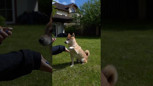 Когтерезка для собак и кошек