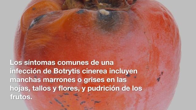 Botrytis Cinera смотреть онлайн