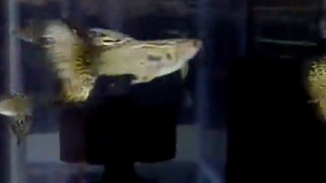 Yellow Snake King 2 смотреть онлайн