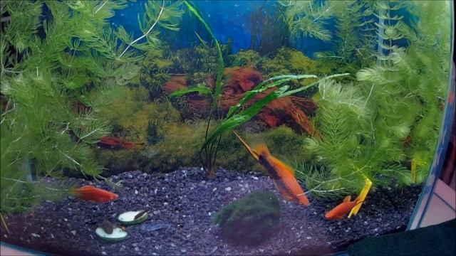 Фито подсветка в аквариум своими руками смотреть онлайн