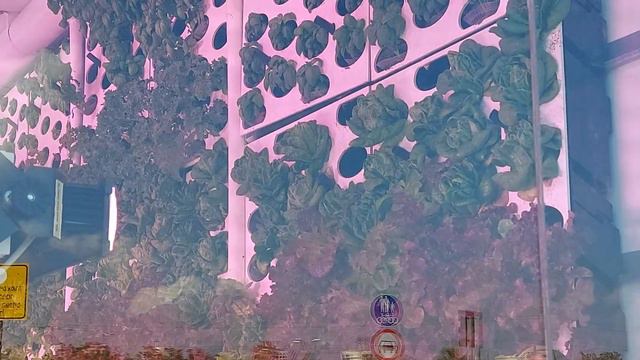 335. Вертикальные поля и Аграрные технологии Израиля смотреть онлайн