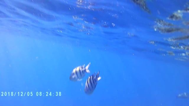 Рыбы Красного моря. Muraenidae (Мурена) Видео 1 смотреть онлайн
