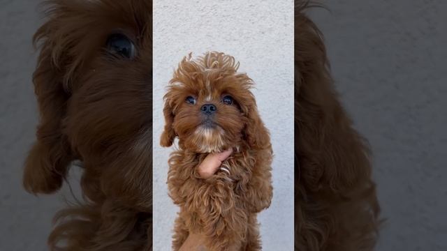 Кавапу Корея !!! #kavapoo # maltipoo # teddypoodle смотреть онлайн