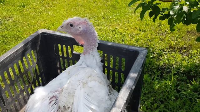 Индейка Биг 6, 2 5 месяца Вынужденный забой смотреть онлайн