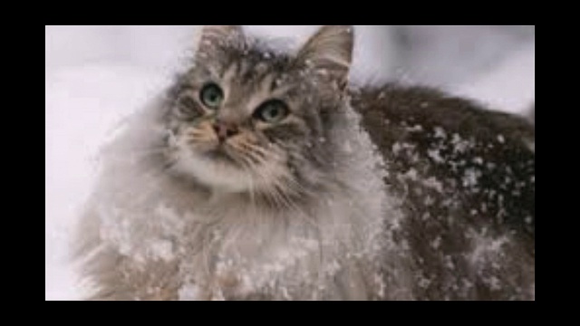 Музыка и пение Марины Багинской, стихи Юрия Насыбуллина - "На выставке кошек" смотреть онлайн