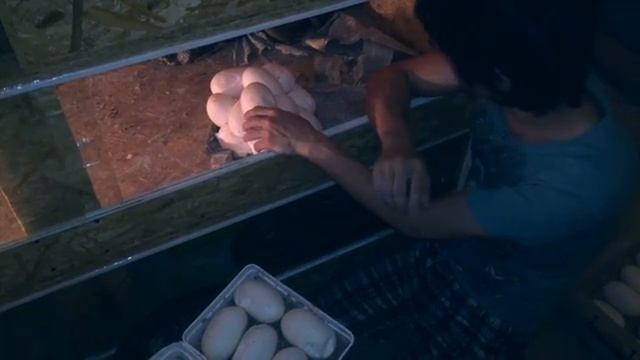 Изготовление инкубатора своими руками. Инкубация яиц сетчатого питона смотреть онлайн