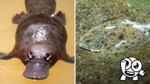 Самые Поразительные Животные В Мире