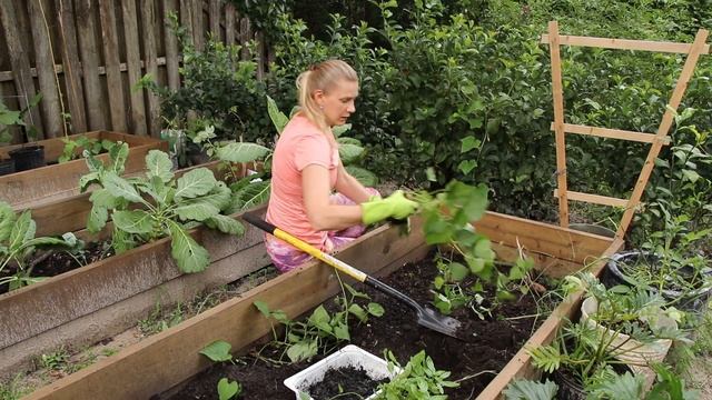 Выращивание рассады батата и посадка в грунт (часть 1). смотреть онлайн