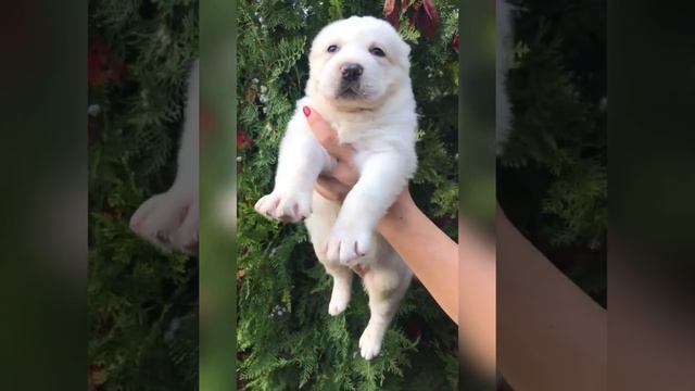 Alabay puppies from Ruski Izvor смотреть онлайн