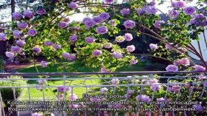 Роза Индиголетта (Indigoletta)