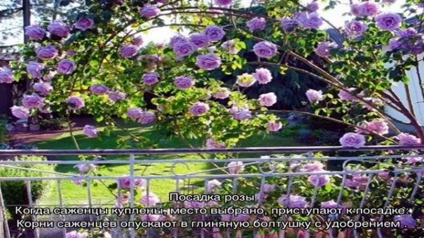 Роза Индиголетта (Indigoletta)