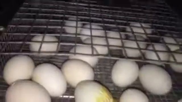 Появление жизни из яйца. Часть вторая. смотреть онлайн