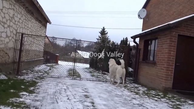 Alabai White Bear 22 Months Old || Central Asian Shepherd Adult 22 Months Old смотреть онлайн
