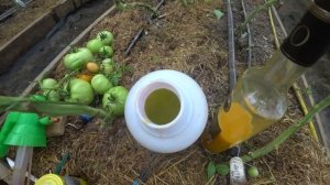 Обработка гибридных томатов от кладоспориоза куркумой и водкой
