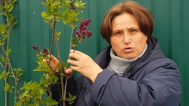 Сирень Шарль Жоли. Елена Тамарина. Прогулки по саду 10 мая 2020 года. Карнавал Цветов. смотреть онлайн