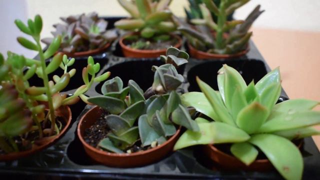 YENİ SUKULENTLERİM! ( Sukulent Çeşitleri ) смотреть онлайн