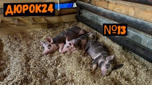 Nº13 ПОРОСЯТА ПОРОДЫ ДЮРОК ПОДРАСТАЮТ!!!