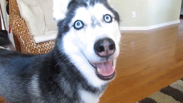 Talking Dog Says "I love you" - Mishka the Talking Husky смотреть онлайн