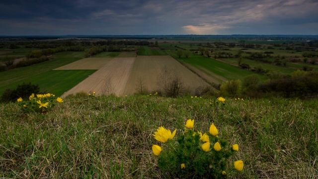 Kwitnący miłek wiosenny (Adonis vernalis L.) na Zboczach Płutowskich. смотреть онлайн