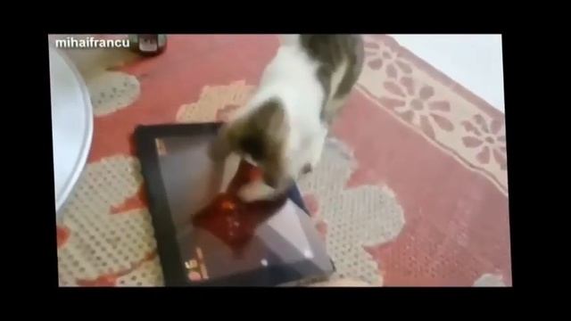 смешные животные смотреть онлайн бесплатно смотреть онлайн