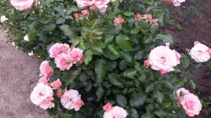 Роза Ботичелли (Botticelli).