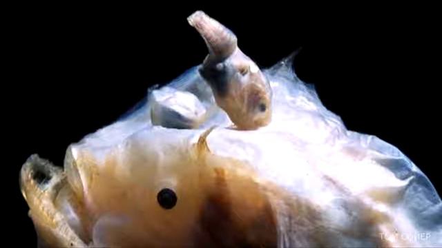 10 НЕВЕРОЯТНЫХ СУЩЕСТВ МАРИАНСКОЙ ВПАДИНЫ 1 смотреть онлайн