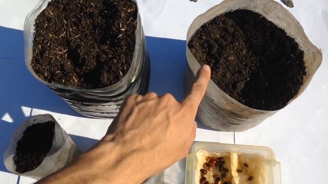 Выращивание арбузов рассадой. Как к 7 июля получить спелую ягоду 10 кг смотреть онлайн