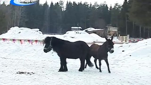 ОСЛИК ТОТОША смотреть онлайн