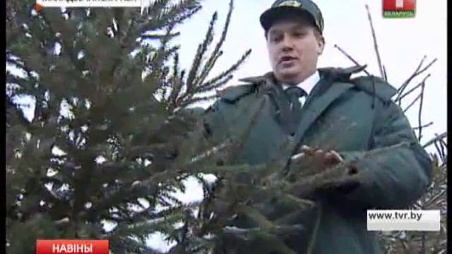 Лесники активно заготавливают елки к зимним праздникам смотреть онлайн