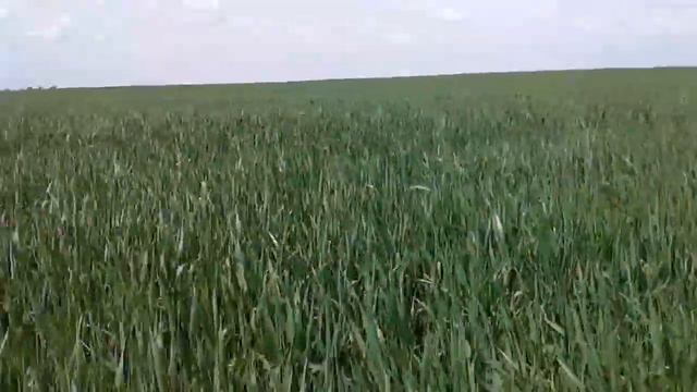 20160513 125059 смотреть онлайн