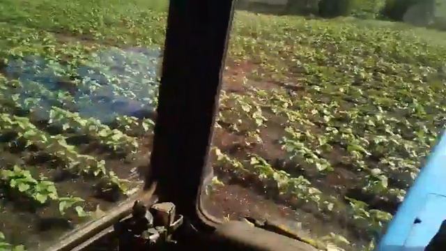 Междурядная обработка семечек смотреть онлайн