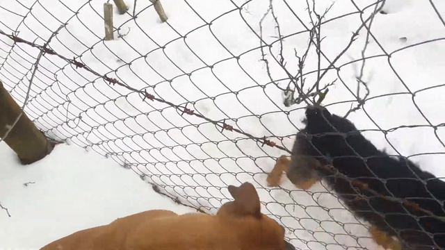 Джесси. Немецкий боксер с другом Спайком. Jessie. Boxer dog. смотреть онлайн