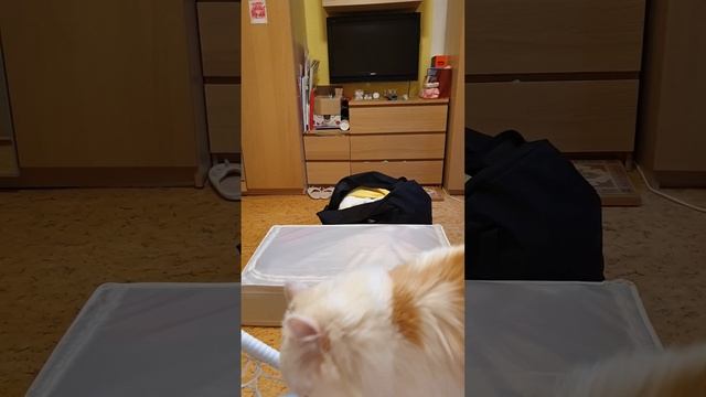 ?Отвечаю на комментарии!Поняла кто подарил цветы?Как провела день! Распределение денег!? Что купила смотреть онлайн