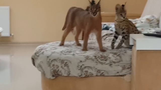 ♔VipLeo. Сервал и каракал играют. Serval And Caracal Play.