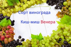 Сорт винограда кишмиш Венера