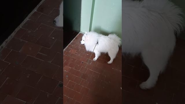 разговор с соседои