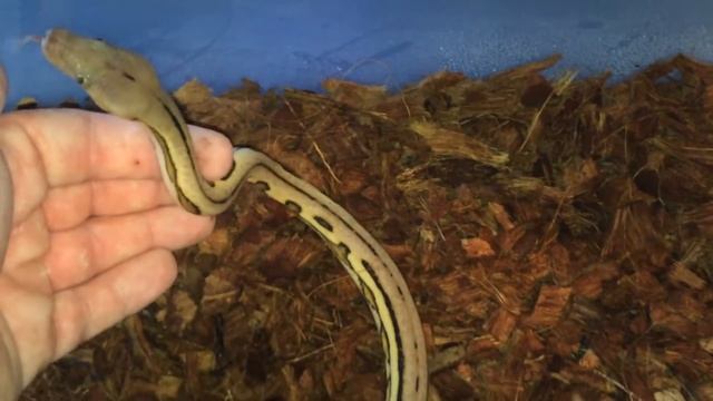 Reticulated Python Unboxing: 2 new Dwarfs смотреть онлайн