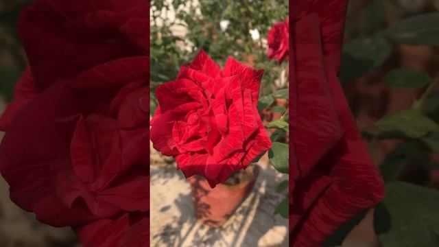 Red Intuition rose смотреть онлайн