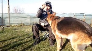 Лакомство при дрессировке собак ( что и как давать).