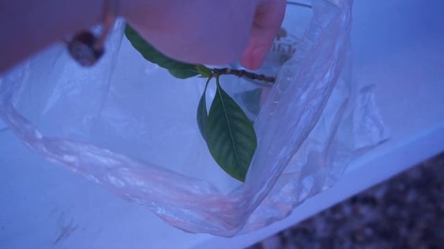 КАК УКОРЕНИТЬ ГАРДЕНИЮ? смотреть онлайн