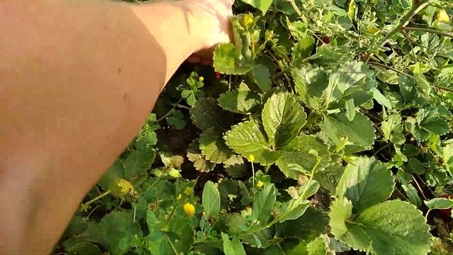 Клубника НСД сорт Мальга 4.09.2019 смотреть онлайн