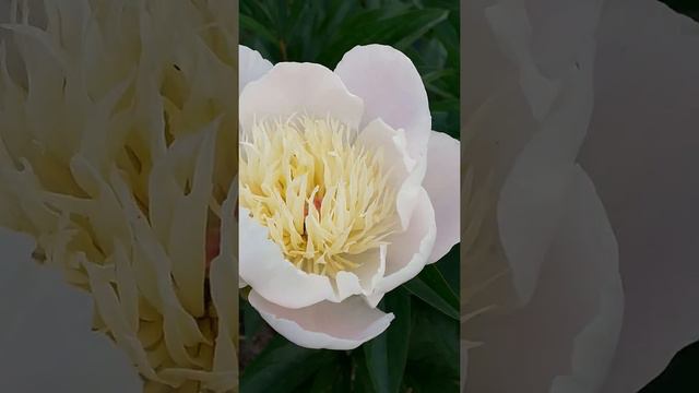 DREAM MIST пион смотреть онлайн
